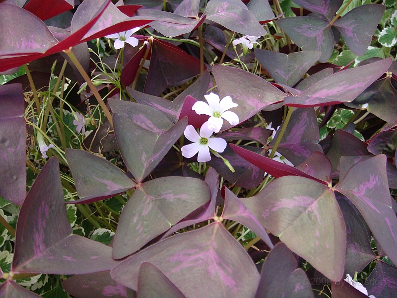 313 Longwood Gardens [2008 August 23].JPG - Longwood Gardens in Pennsylvania